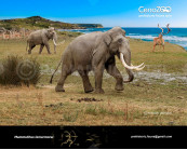 Sardinian mammoth