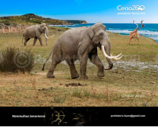 Sardinian mammoth