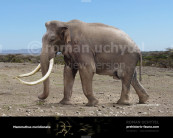 Southern mammoth (Mammuthus meridionalis)