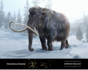 Woolly Mammoth (Mammuthus primigenius)