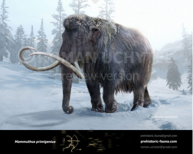 Woolly Mammoth (Mammuthus primigenius)