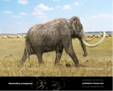 Woolly Mammoth (Mammuthus primigenius)