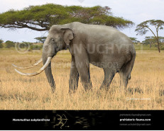 African mammoth