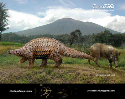 Giant asian pangolin