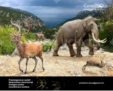 The Pleistocene of Mediterranean (Sardinia and Corsica)