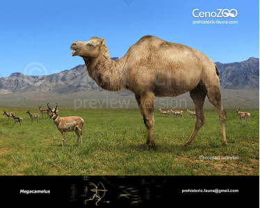 Titanotylopus nebraskensis image buy Uchytel