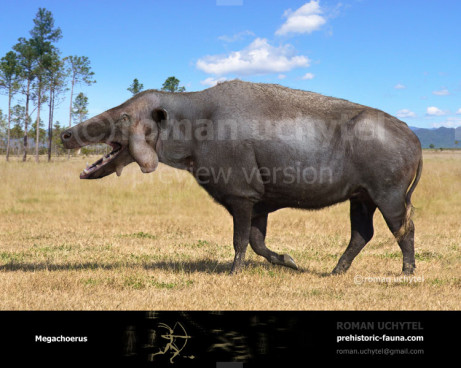 Megachoerus