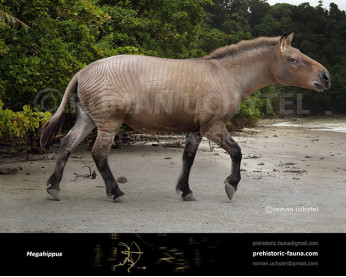 Megahippus Megahippus