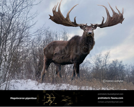 Megaloceros giganteus (Irish elk)