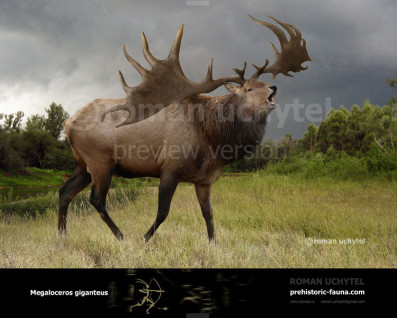 Megaloceros giganteus