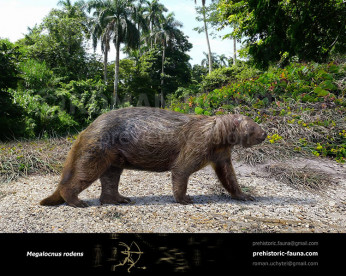 Megalocnus Megalocnus