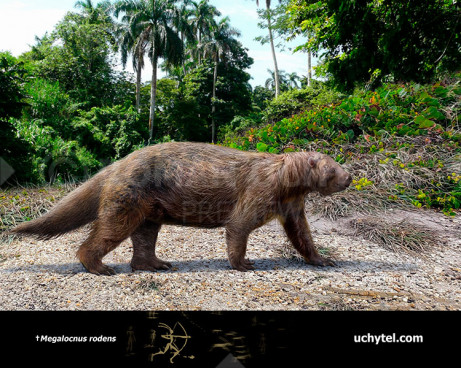 Megalocnus