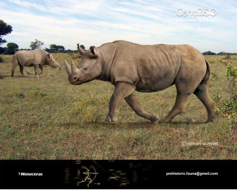 Menoceras barbouri Menoceras barbouri