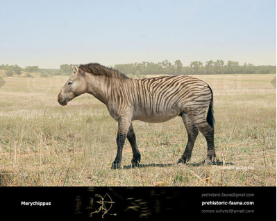 Merychippus Image Buy Uchytel Merychippus Image Buy Uchytel