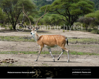 Metacervoceros rhenanus philisi (Cervus philisi) Metacervoceros rhenanus philisi (Cervus philisi)
