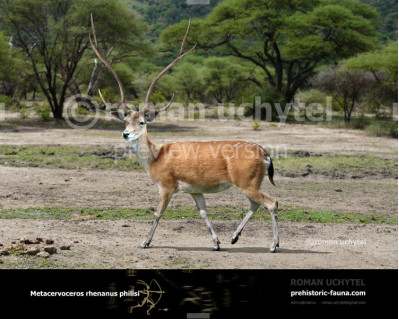 Metacervoceros rhenanus philisi (Cervus philisi)