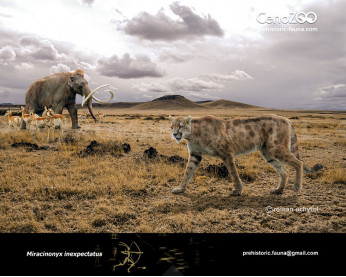 Miracinonyx inexpectatus Miracinonyx inexpectatus