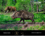 Long-nosed peccary