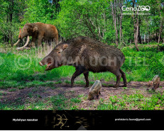 Long-nosed peccary