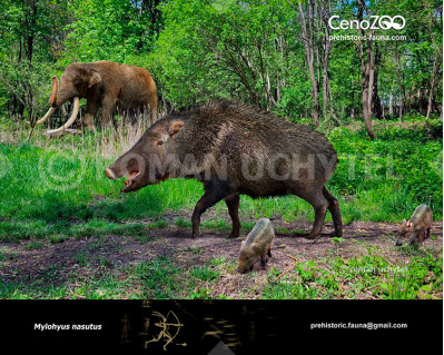 Long-nosed peccary