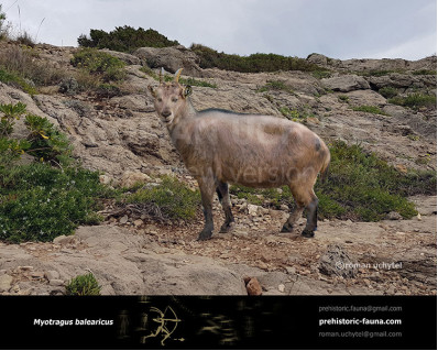 Balearic Islands cave goat