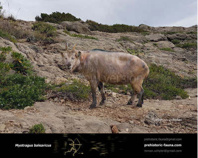 Balearic Islands cave goat