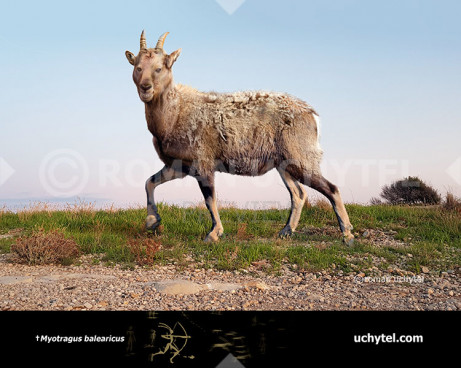 Balearic Islands cave goat