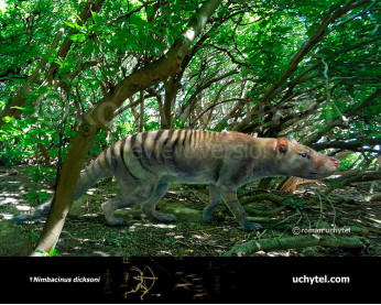 Nimbacinus dicksoni Nimbacinus dicksoni