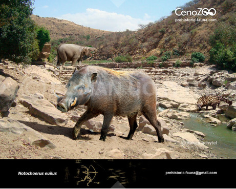 Notochoerus
