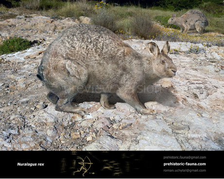Nuralagus rex (Minorcan giant rabbit)