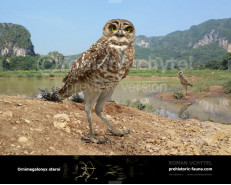 Cuban Giant Owl (Ornimegalonyx oteroi)