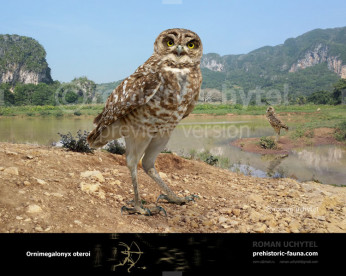 Cuban Giant Owl (Ornimegalonyx oteroi)
