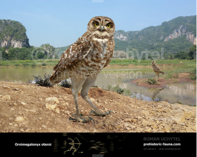 Cuban Giant Owl (Ornimegalonyx oteroi)