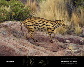 Orohippus Orohippus