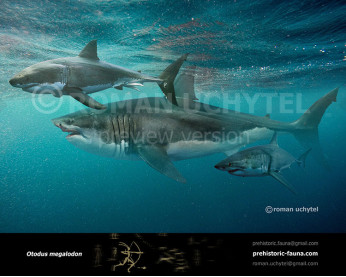 Megalodon Megalodon