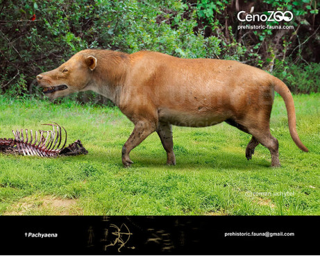 Pachyaena