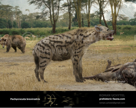 Pachycrocuta brevirostris