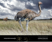 Giant Pleistocene ostrich-like bird (Pachystruthio dmanisensis)