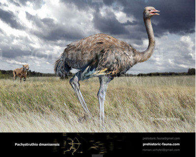 Giant Pleistocene ostrich-like bird (Pachystruthio dmanisensis)