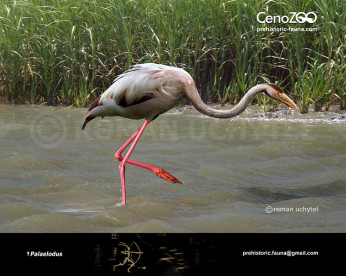 Palaelodus Palaelodus