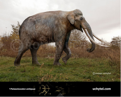 Straight-tusked elephant (Palaeoloxodon antiquus)