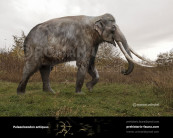 Straight-tusked elephant (Palaeoloxodon antiquus)