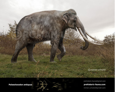 Straight-tusked elephant (Palaeoloxodon antiquus)