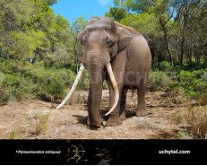 Straight-tusked elephant (Palaeoloxodon antiquus)