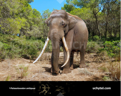 Straight-tusked elephant (Palaeoloxodon antiquus)