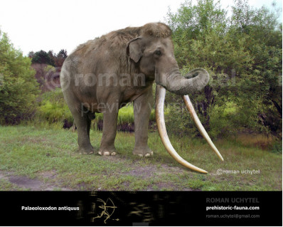 Straight-tusked elephant (Palaeoloxodon antiquus)