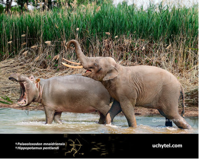 Sicilian dwarf hippopotamus