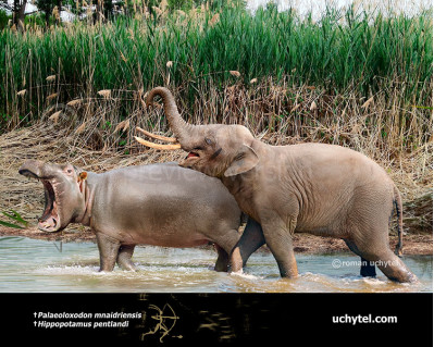 Sicilian dwarf elephant