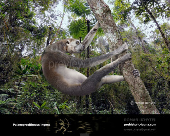 Palaeopropithecus Palaeopropithecus