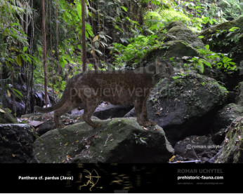 Гипотетическая эволюционная история Panthera pardus (часть 4)
